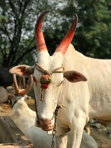 Bull rural outdoors