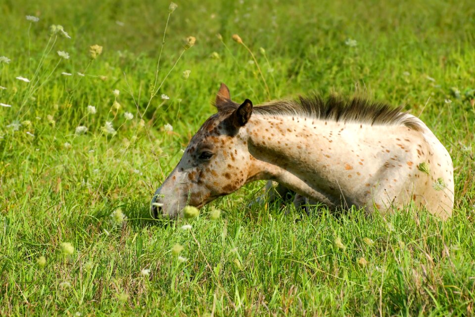 Nature summer young