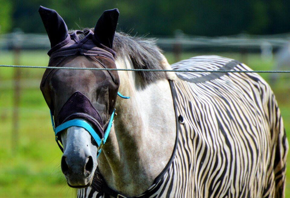 Protection flying saddle horse