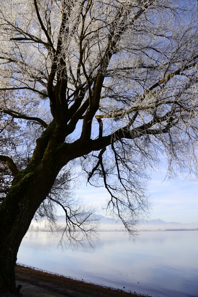 Wintertime tree lake