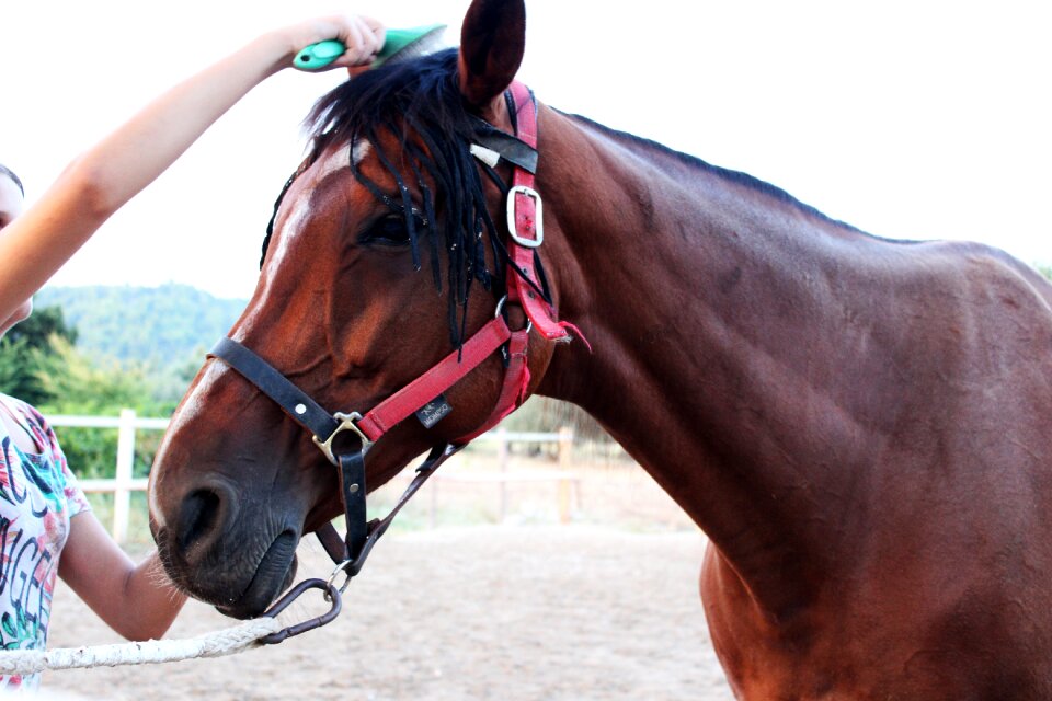 Brushing a horse brown horse profile of a horse