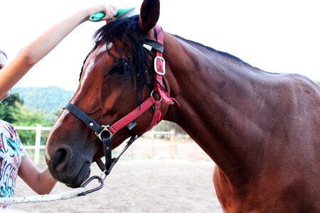 Brushing a horse brown horse profile of a horse