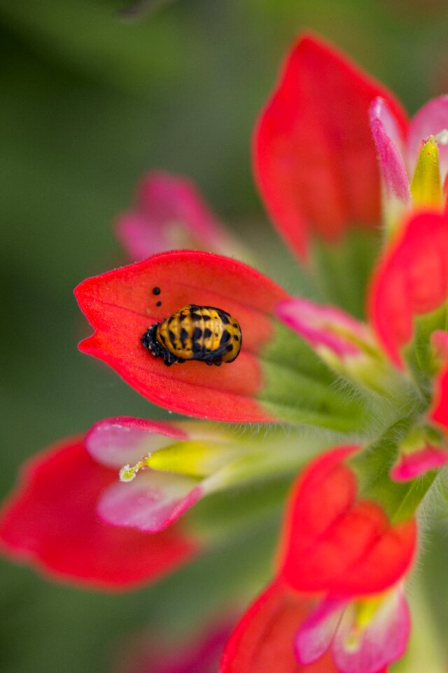 Garden summer ladybug