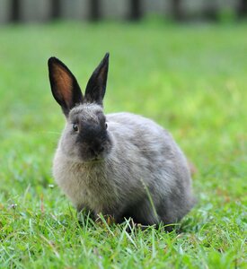 Cute animal hare photo