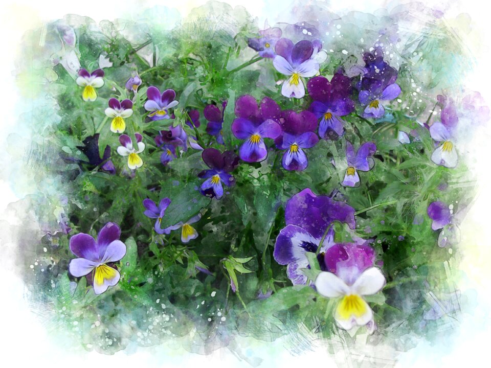 Garden summer plant