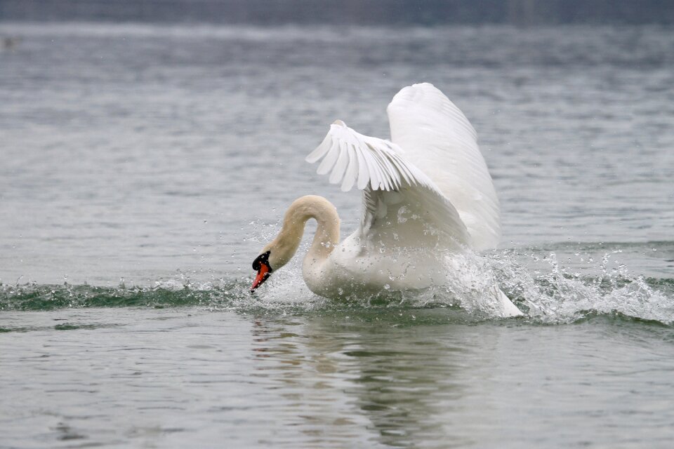 Animal world waters bird