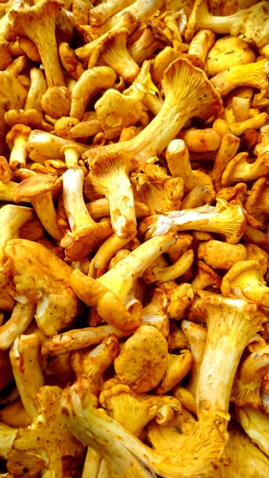 Chanterelle nature mushroom