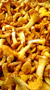 Chanterelle nature mushroom