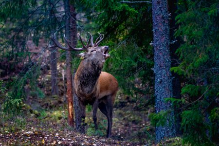 Red deer norway forest