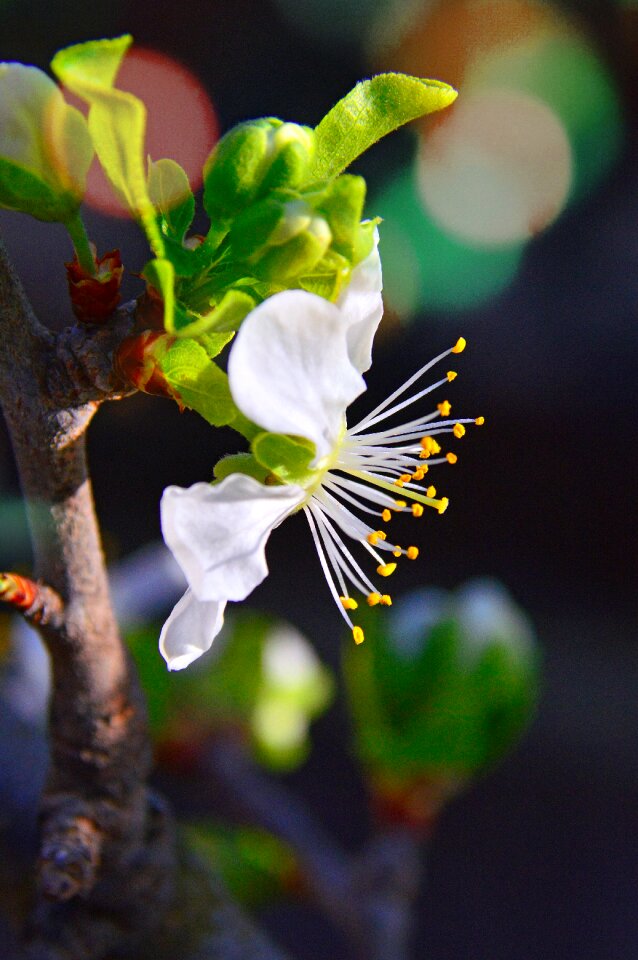 Nature plant blooming