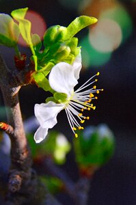 Nature plant blooming
