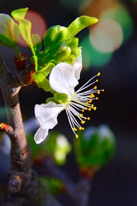 Nature plant blooming photo