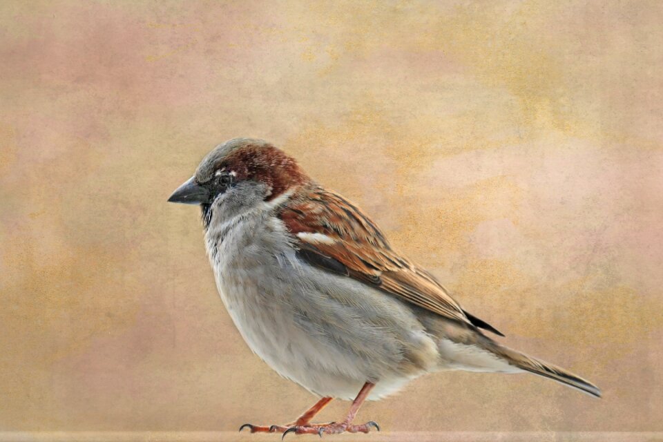 Animal world sparrow nature