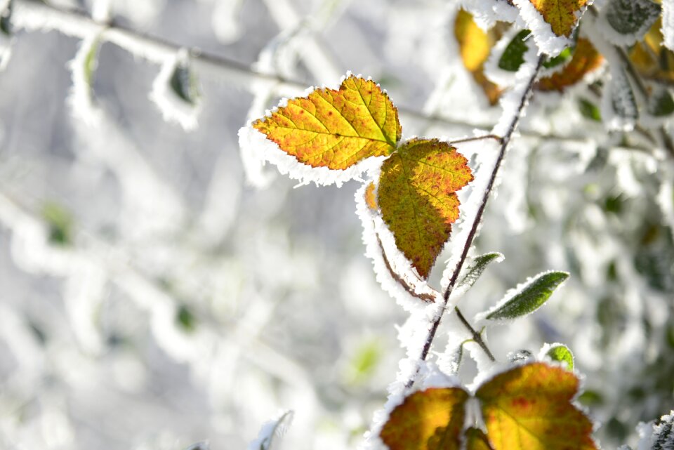 Frozen frost wintertime