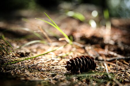 Little pine cone grass photo