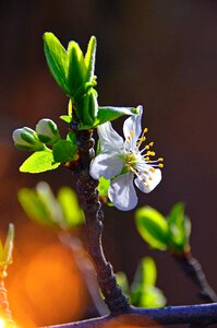 Nature plant blooming