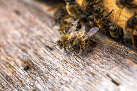 Bees bee honey bee