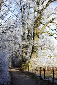 Frozen frost wintertime