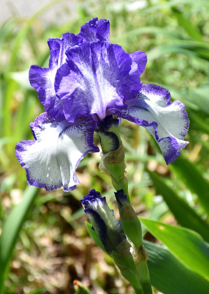Blue iris blue flower plant