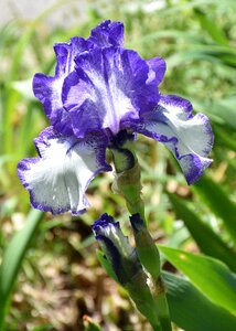 Blue iris blue flower plant