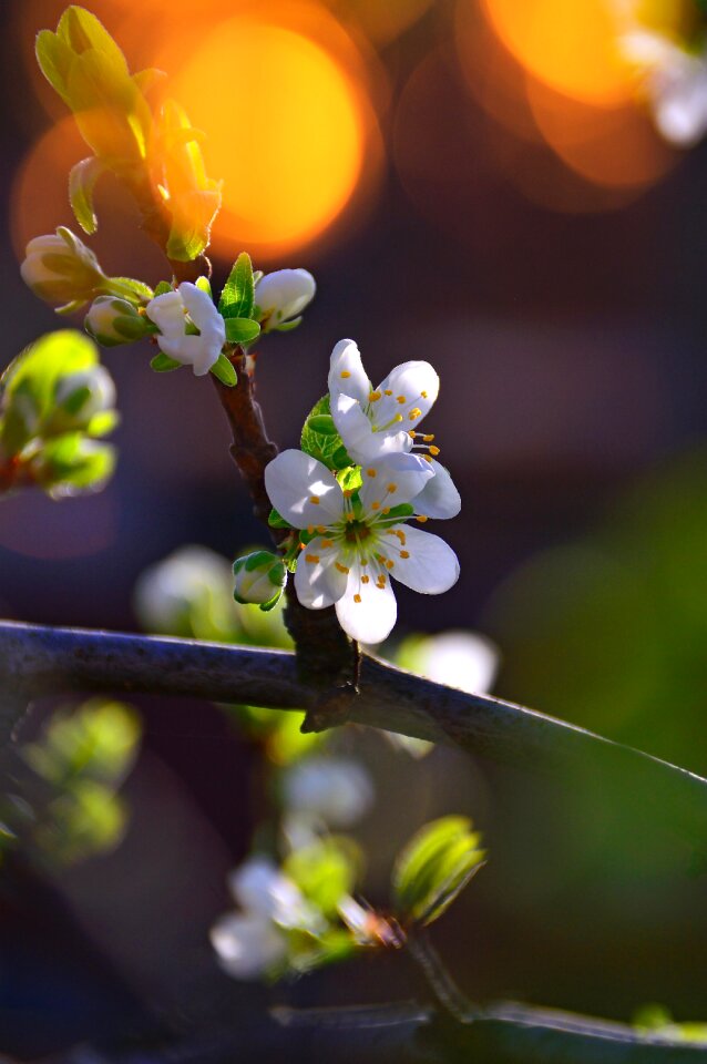 Nature plant blooming