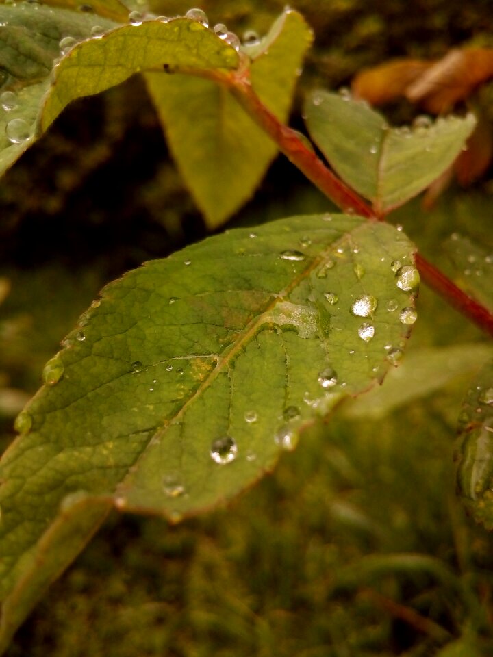 After the rain water closeup