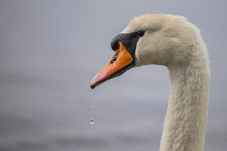 Eyes bird water