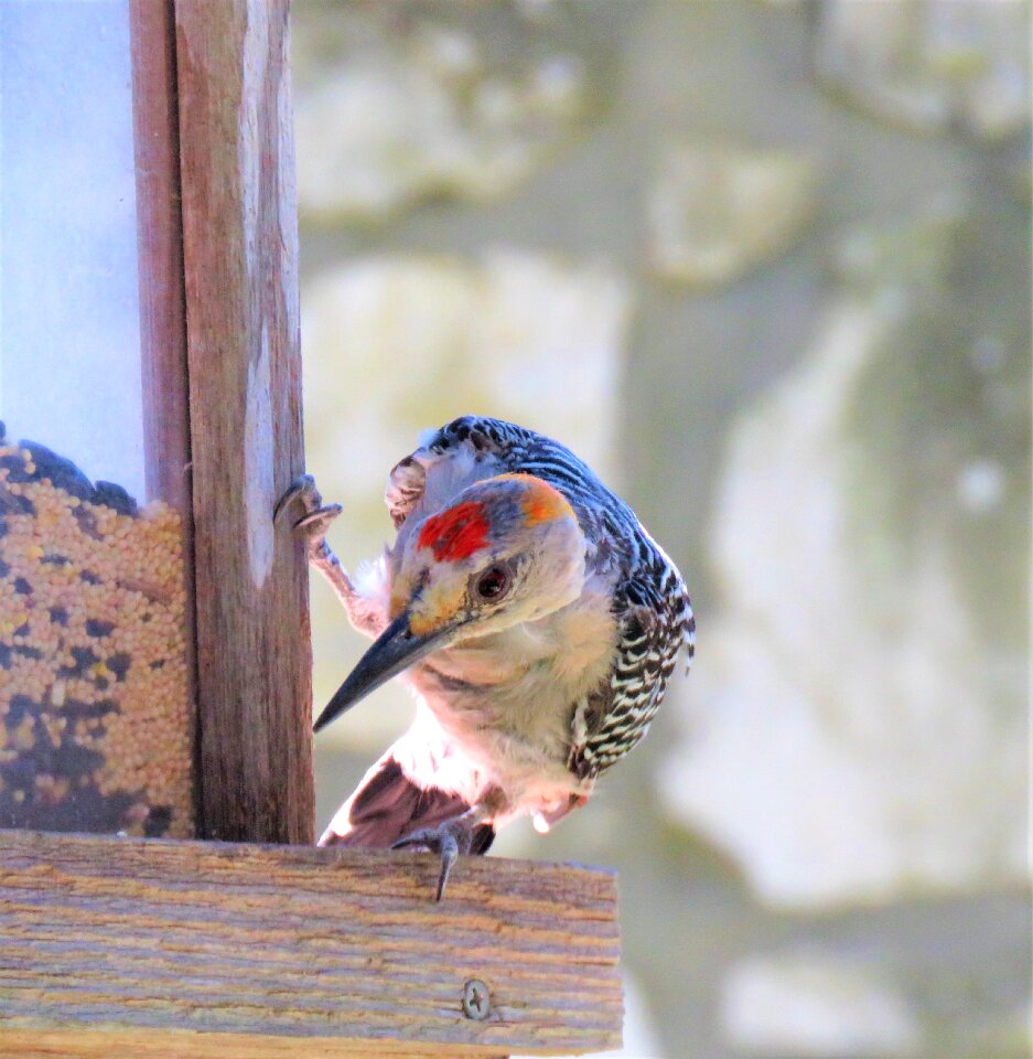 Woodpecker close up wildlife