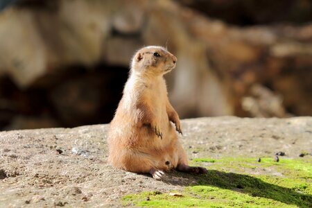 Cute small mammal