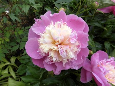 Blossom bloom double flower
