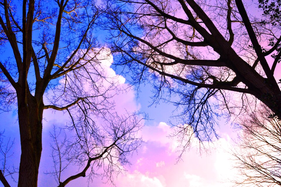 Bare tree winter tree silhouette photo