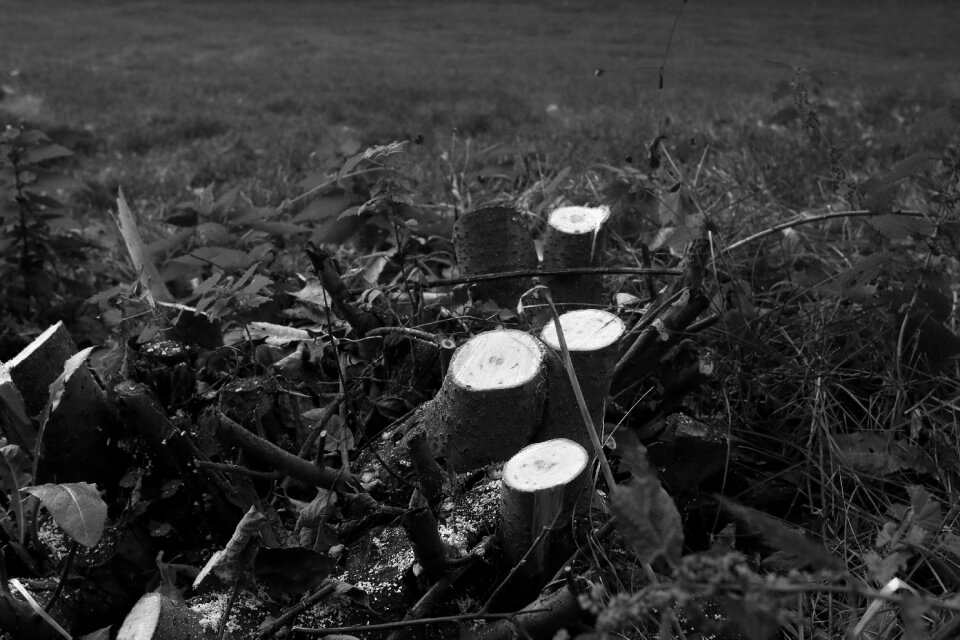 Landscape nature black and white