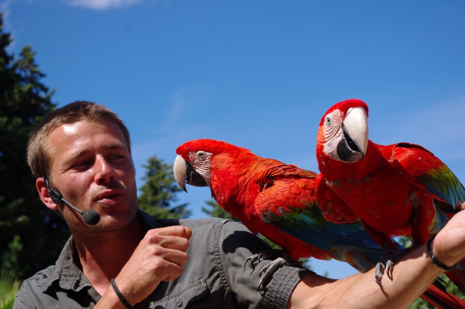 Parrots plumage color