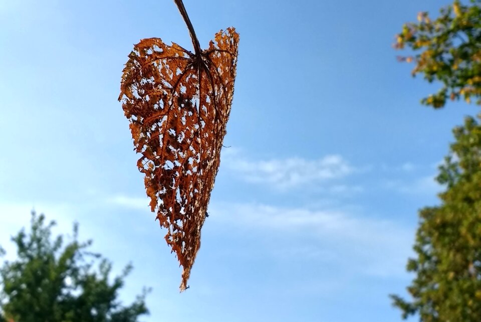 Nature autumn leaf fall colors