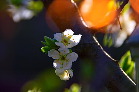 Nature plant blooming