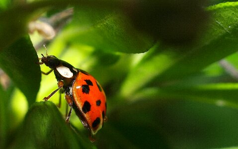 Insect bug nature