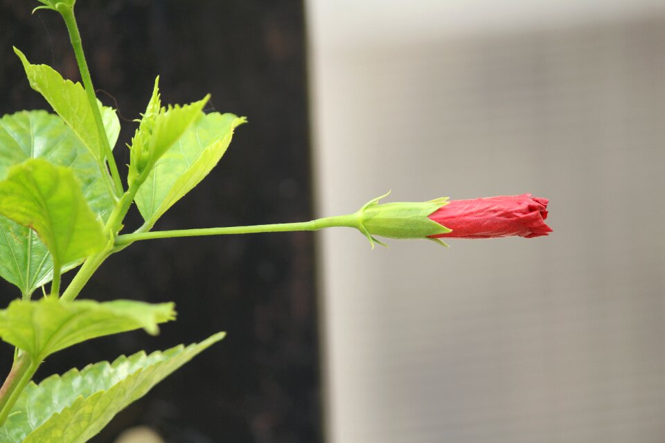 Bud growing plant