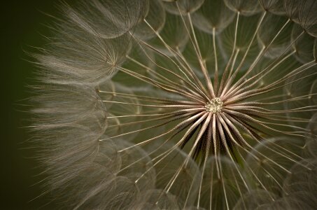 Flower close up seeds