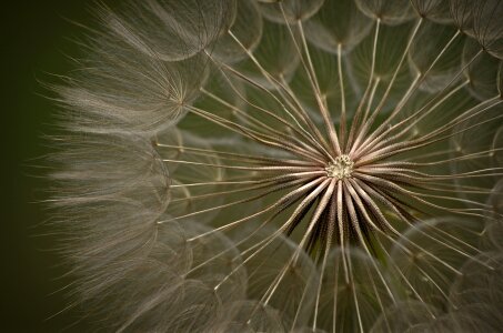 Flower close up seeds photo