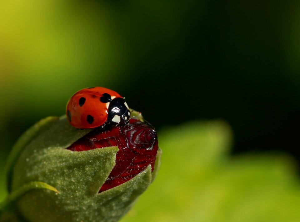 Nature leaf plant photo