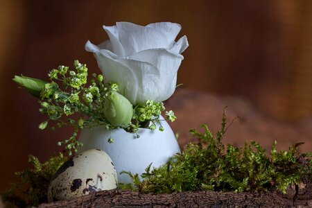 Easter plant flower
