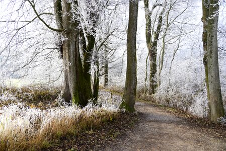 Frozen frost wintertime photo