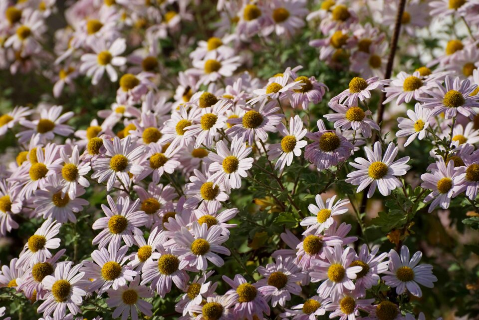Flowers nature autumn
