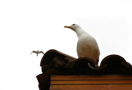 Animal nature gulls photo