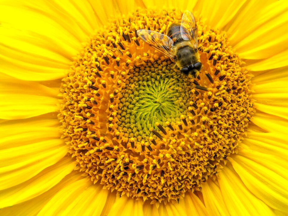 Insect macro close up