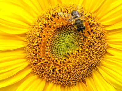 Insect macro close up photo