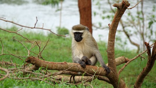 Lake victoria jinja uganda