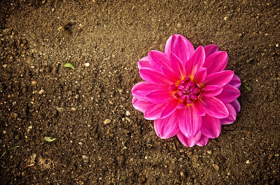 Plant close up summer flower