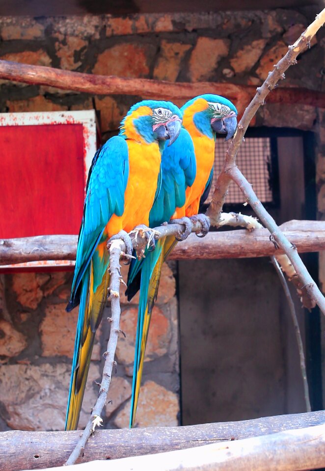 Nature wild tropical