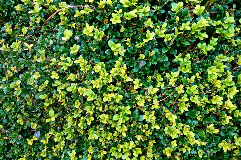 Young leaves garden growth